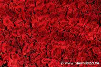 Duizend rode rozen voor bezoekers Valentijnsmarkt