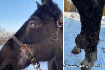 Verwaarloosde paarden in beslag genomen: “Dieren hadden al lang geen voedsel of drinkwater gehad”
