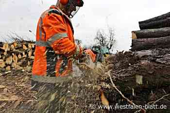 Steinheim: Kastanienallee muss fallen