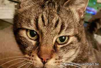 Extra budget voor bestrijding zwerfkatten