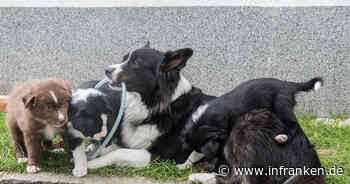 Tierheim Kronach: Besitzer müssen Hunde und Katzen abgeben - sie kosten zu viel Geld