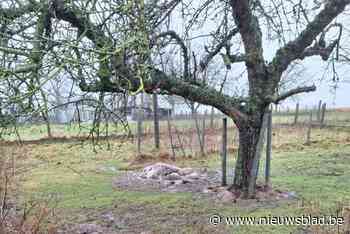 Zwaar geval van dierenverwaarlozing in hoeve: “De eigenaar heeft zijn hond bewust laten creperen”