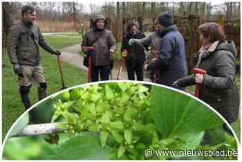 Zeldzame struik lijkt zich moeilijk voort te planten, dus steekt vzw er zelf veertig in de grond: “Alle exemplaren die we nu aantreffen, zijn ouder dan 60 jaar oud”