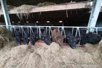 Voormalig melkveebedrijf wordt omgebouwd tot Natuurpuntboerderij