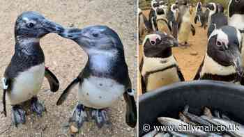 The ultimate wingman! Partially blind penguin makes 'guide-bird' friend who helps her find food