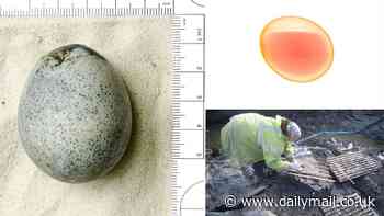 Roman chicken egg discovered in Aylesbury still has its liquid yolk and whites intact after 1,700 YEARS, scans confirm