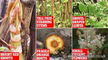 Do YOU know how to spot it? One in four people mistake Japanese knotweed for harmless plants in their gardens - here are the five key signs to look out for