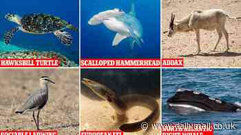 Is Earth on track for a mass extinction? More than 20% of migratory animals are now at risk of being wiped out, report warns