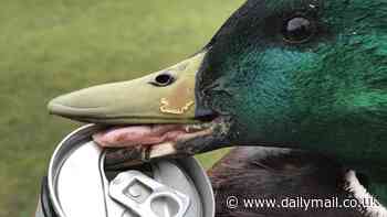 How roadside rubbish kills up to ten animals a day: Hedgehogs, squirrels, deer and foxes fall victim to litter