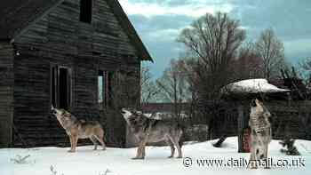Mutant wolves exposed to Chernobyl disaster have evolved a new superpower, scientists discover