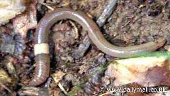 Experts warn North America is in the midst of an 'ALIEN INVASION' as 70 species of foreign earthworms from Asia and Europe ravage the environment