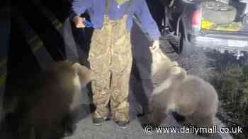 Alaskan bear cubs found more than 3,600 miles away from home in FLORIDA were 'crammed into a 200-square-foot chain-link enclosure' by exotic animal smuggler who faces 11 charges