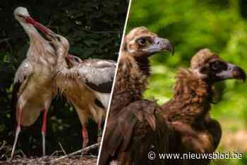 Romantiek tussen de dieren: monniksgieren kiezen zelf wie ze willen of van kleintjes komt niets in huis