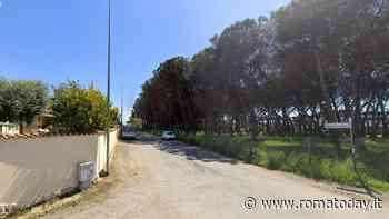 Addio ad altri 80 pini: verranno abbattuti in una sola strada