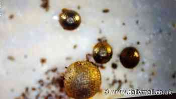 Metals found in Pacific Ocean ARE 'alien' objects: New study from Harvard physicist Avi Loeb finds up to 10% have compositions from outside our solar system - and 'not coal ash as critics claimed'