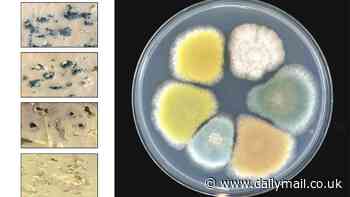 Breaking the mould! Scientists create different colours of 'blue' cheese - and say their pink, yellow and green versions taste just like the real deal