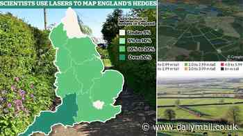 England's HEDGES are long enough to go around Earth 10 times! Incredible maps reveal the vast network that crosses the English countryside