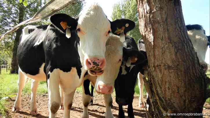 Warmste 15 februari ooit gemeten in Brabant: 66 jaar oud record verbroken