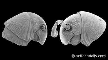 Bizarre “Alien-Faced” Multi-Legged Forest Dwellers Discovered in Remote African Jungle