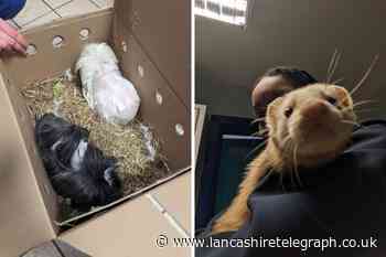 Ferrets abandoned in Blackburn street rescued by RSPCA
