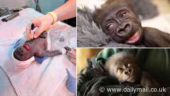 Ape-solutely adorable! Watch the incredible moment a baby gorilla is born at a Texas zoo via a rare emergency C-section