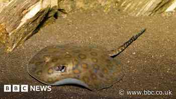 US stingray falls pregnant despite having no mate