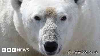 Polar bears face starvation threat as ice melts