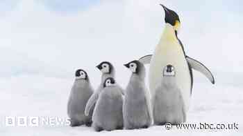 Four new emperor penguin groups found by satellite