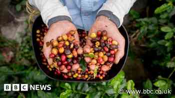 New coffee genetic map promises better brews