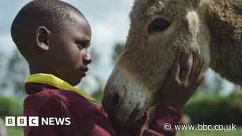 Millions of donkeys killed each year to make medicine