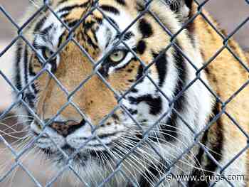 Big Cats Can Tell Familiar Voices  From Strangers