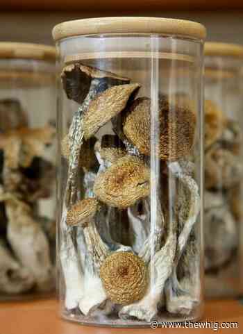 Kingston health-care providers can access psychedelic training in March