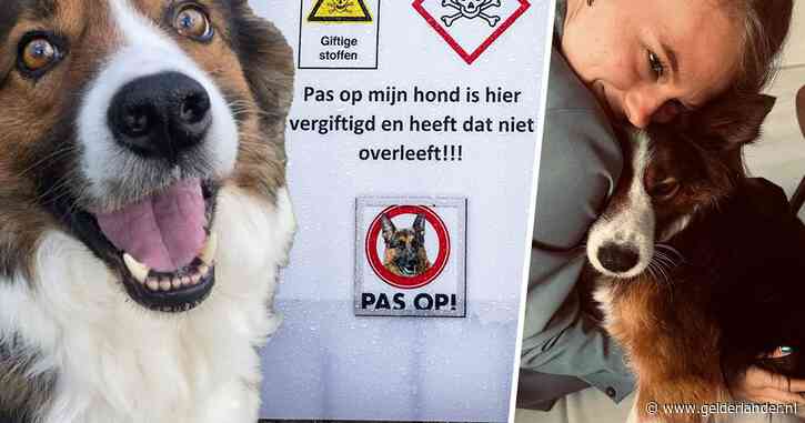 ‘Knuffelhond’ Liam was Noahs allerbeste maatje, maar na giftige hap is hij er plots niet meer: ‘Ik leef nu in een waas’