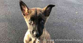 Cruel County Durham couple killed and burned puppy as part of horrific animal abuse crimes