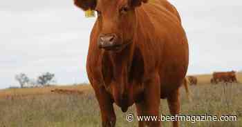 Red Angus Association of America promotes Oliver