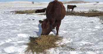 Feeding for the future: Maternal protein intake