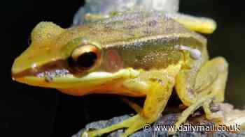 The real-life Last of Us! Frog found with mushroom growing out of its skin baffles scientists in India