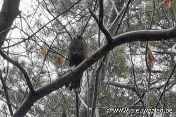 Brandweer rukt uit voor tamme buizerd die vast zit