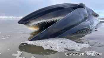 Oregon: Finnwal stirbt an Küste – Ort versucht daraus zu lernen