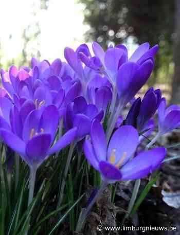 Genk: Krokuswandelingen op domein Bokrijk