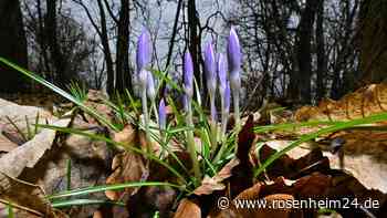Wärmster Februar seit 104 Jahren: Doch Wetter-Wechsel nimmt Kurs auf Bayern