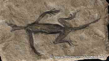 A Vital Fossil for the Evolution of Early Reptiles Might be Partially Forged