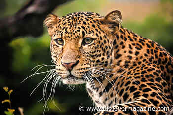 Wild or Domesticated, Cats Know the Voices of Their Caretakers