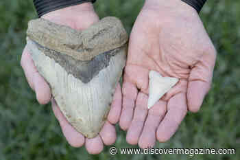 The Megalodon's Forceful Bite Was 10 Times More Powerful Than a Great White Shark's