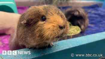 Guinea pigs in luxury shed become TikTok hit