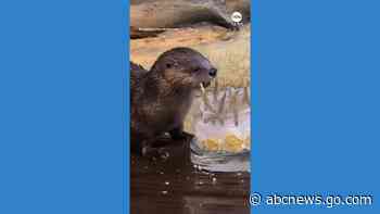 WATCH:  Otter celebrates 15th birthday at Illinois zoo