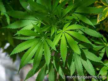Police seize more than a tonne of cannabis in Montreal-area raids