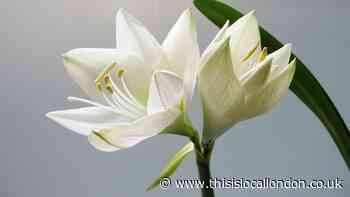 Death notices and funeral announcements in south east London