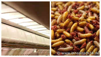 Überraschung kurz nach Start: Ekel-Tierchen fallen auf Passagiere – Flieger muss umkehren