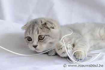 Weyts trekt erkenning kattenkweker in wegens verboden “Taylor Swift-katten”